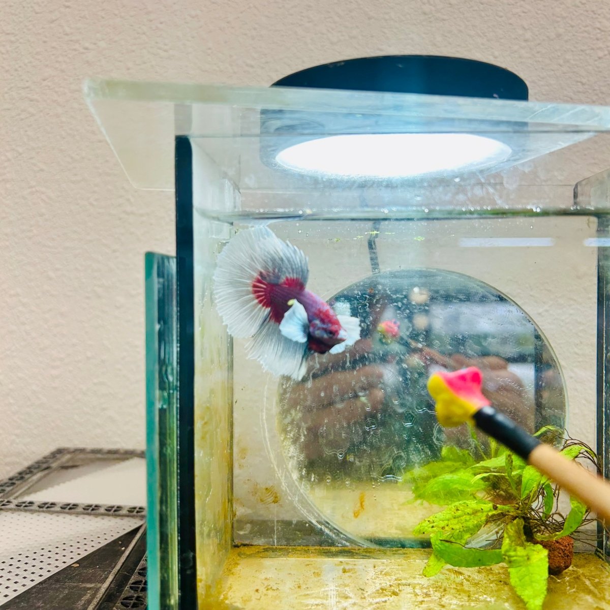 Halfmoon Dumbo Lavender Male Betta #146