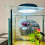 Halfmoon Dumbo Koi Green Eye Male Betta MA150 Male betta