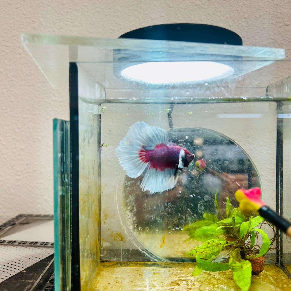 Halfmoon Dumbo Lavender Male Betta #146