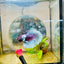 Halfmoon Dumbo Koi Green Eye Male Betta MA150 Male betta