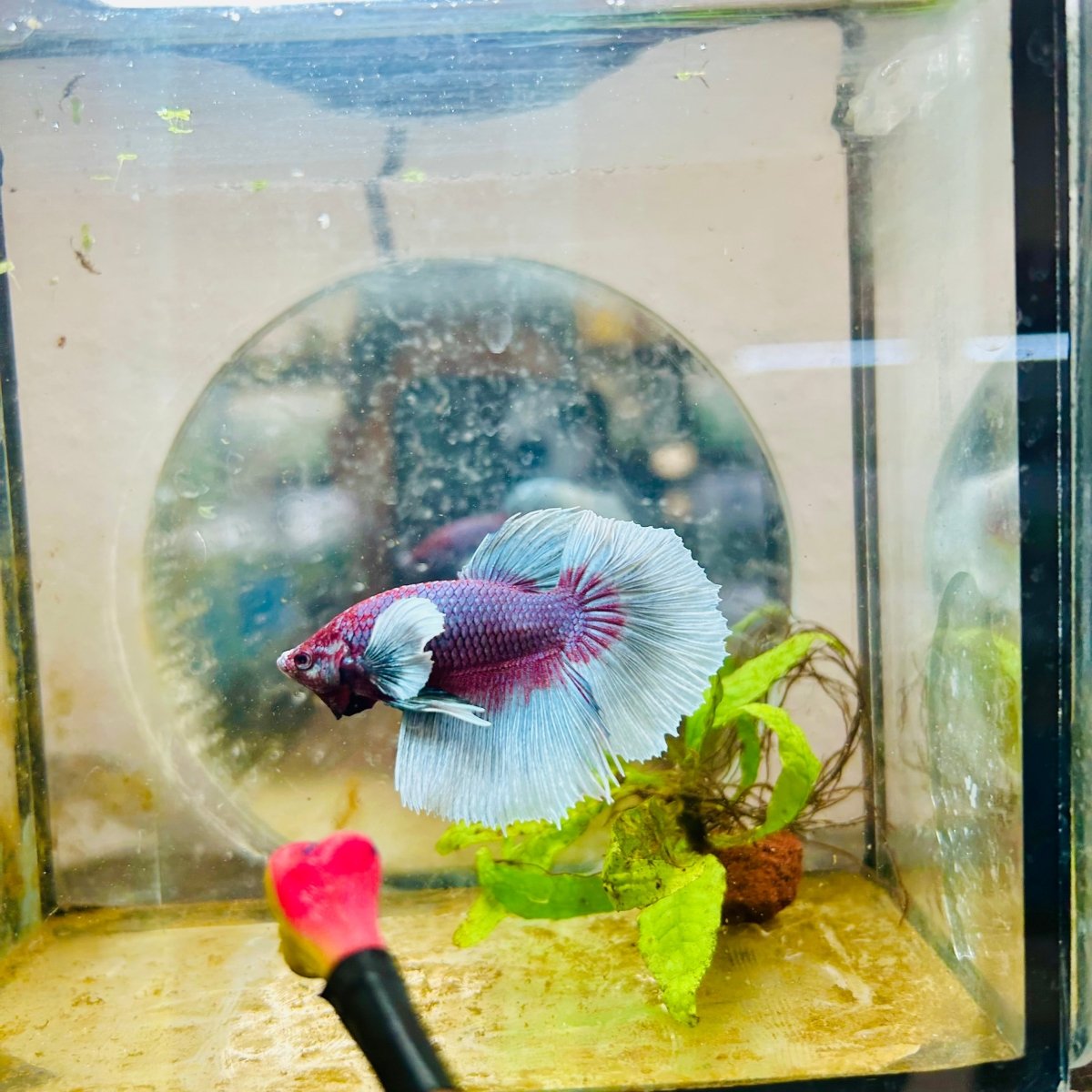 Halfmoon Dumbo Lavender Male Betta #146