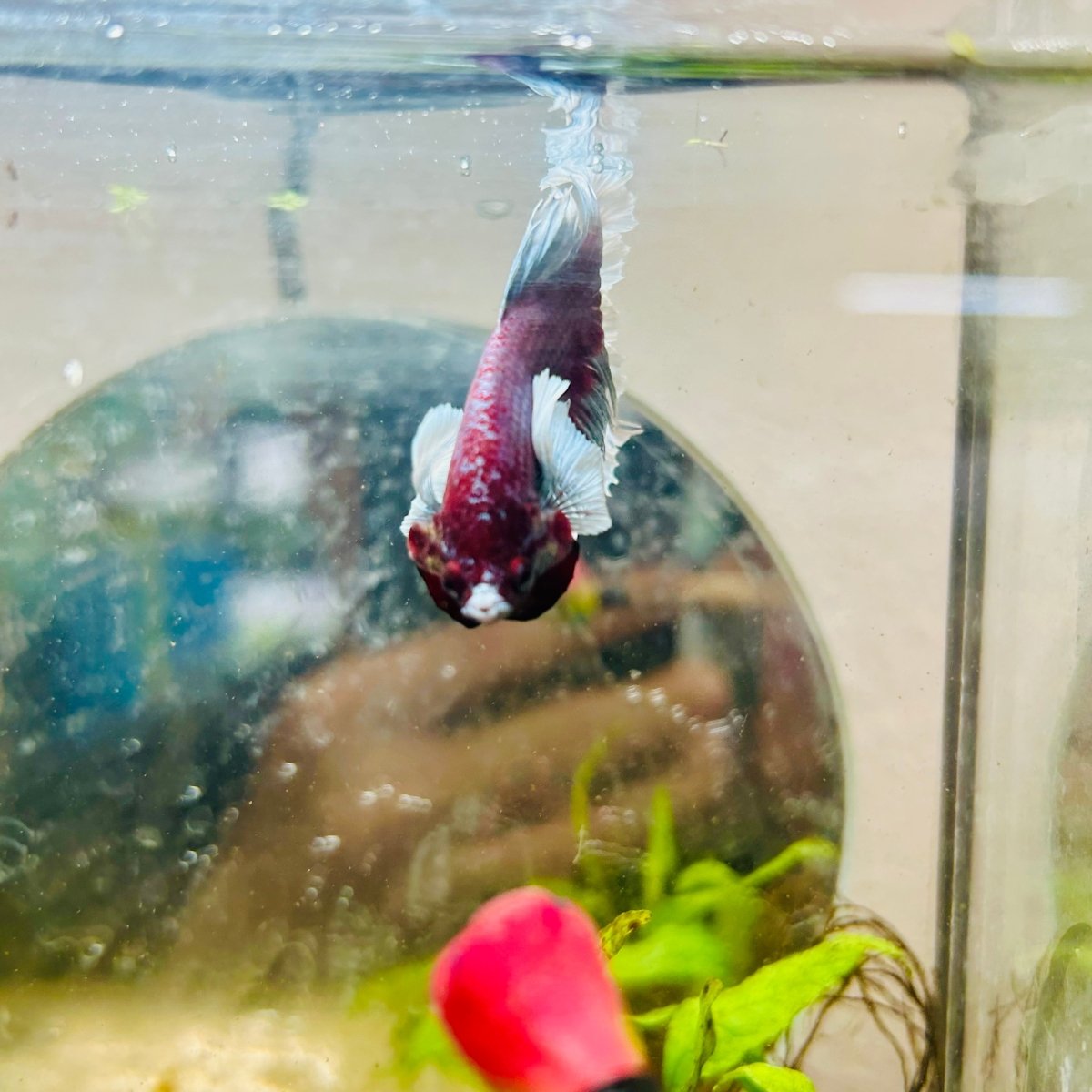 Halfmoon Dumbo Lavender Male Betta #146