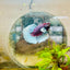 Halfmoon Dumbo Koi Green Eye Male Betta MA150 Male betta