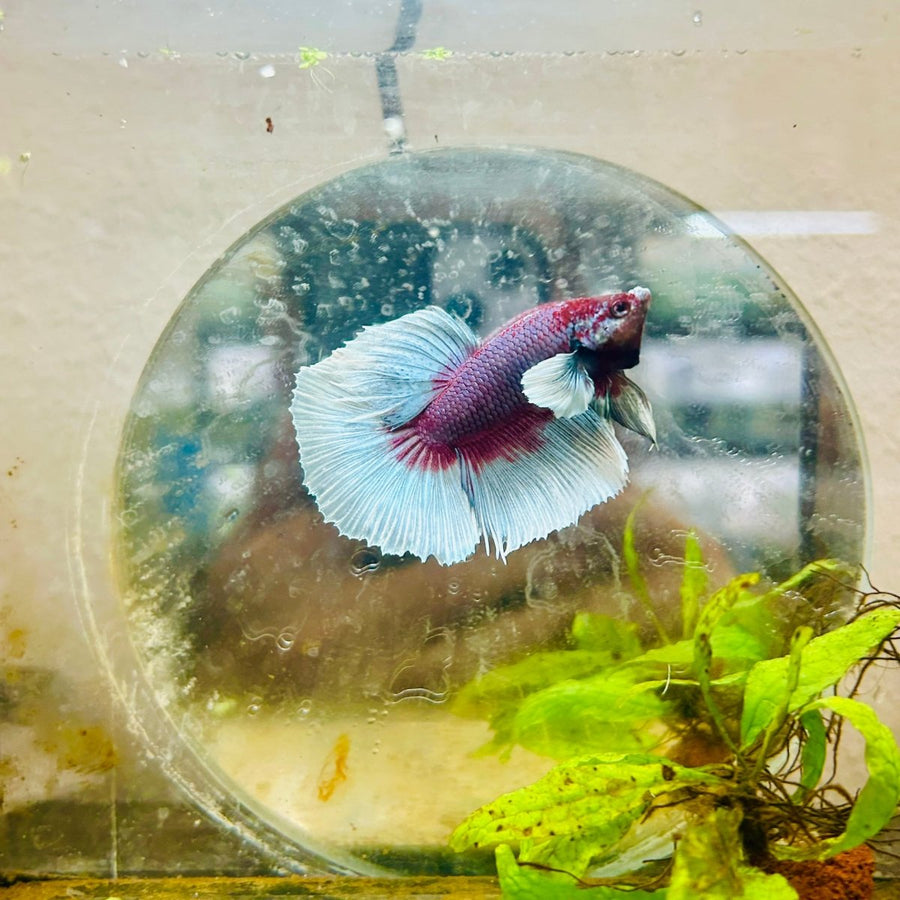 Halfmoon Dumbo Koi Green Eye Male Betta MA150 Male betta
