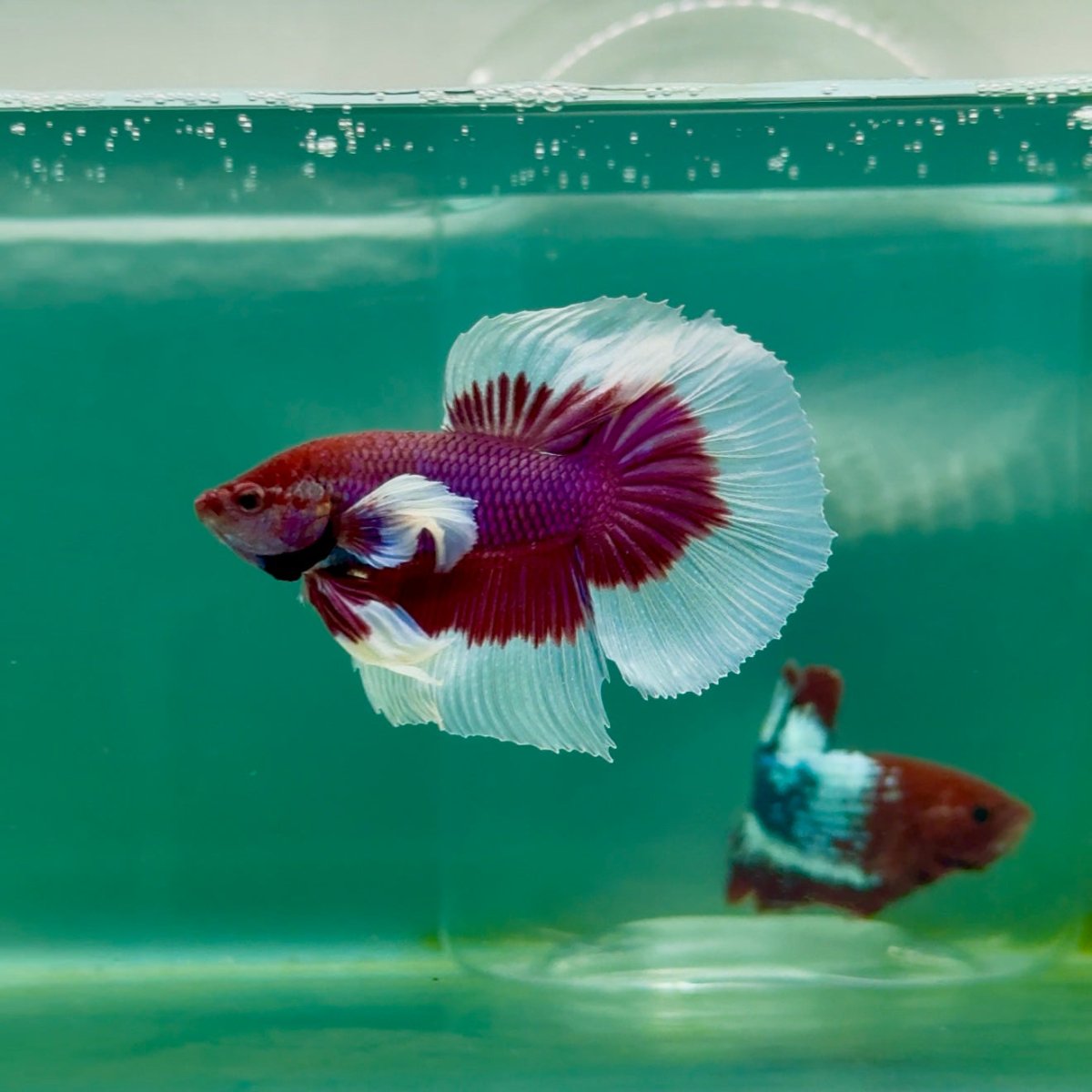 Halfmoon Dumbo Lavender Male Betta Ma15