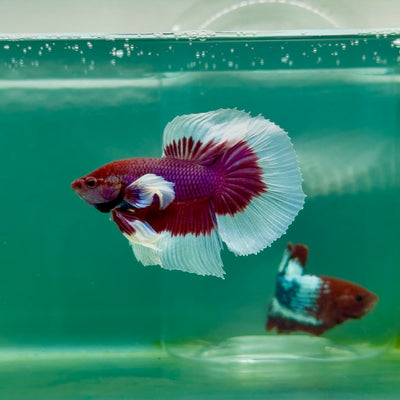 Halfmoon Dumbo Lavender Male Betta Ma15