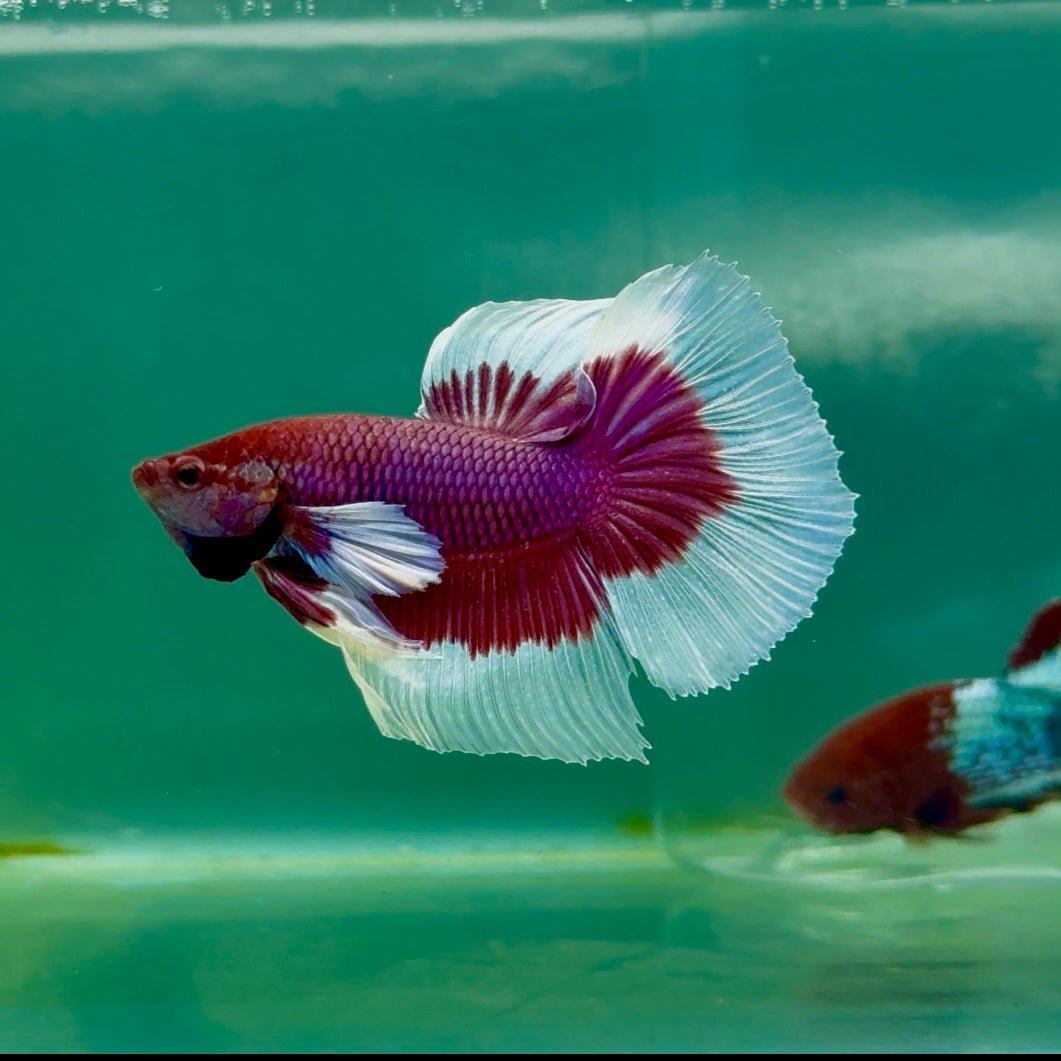 Halfmoon Dumbo Lavender Male Betta Ma15
