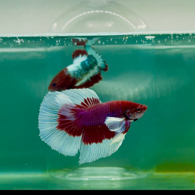 Halfmoon Dumbo Lavender Male Betta Ma15