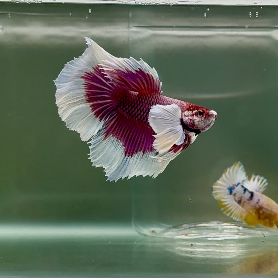 Halfmoon Dumbo Lavender Male Betta #Oc18 Live Betta Fish Male betta