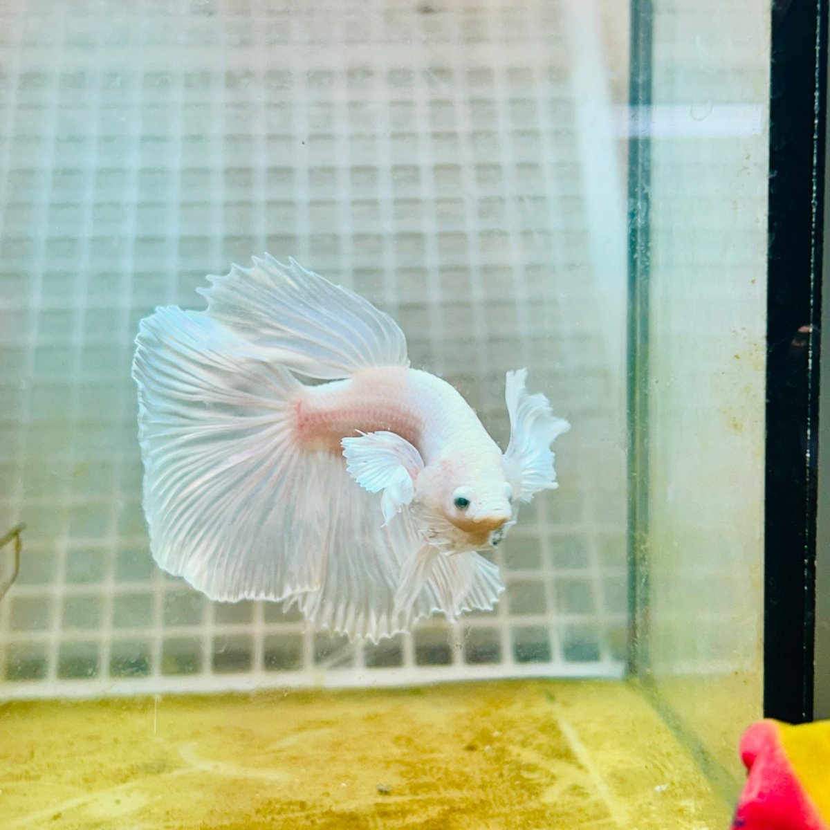 Halfmoon Dumbo White - Male Betta 004 Live Betta Fish Male betta
