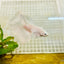 Halfmoon Dumbo White - Male Betta 004 Live Betta Fish Male betta