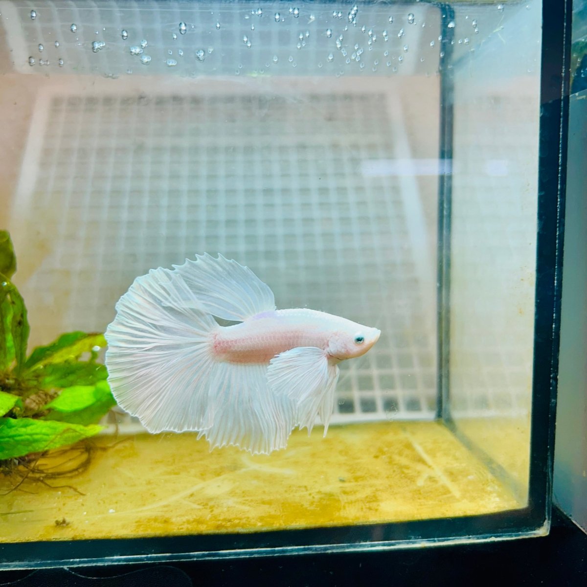 Halfmoon Dumbo White - Male Betta 004 Live Betta Fish Male betta