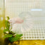 Halfmoon Dumbo White - Male Betta 004 Live Betta Fish Male betta