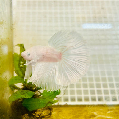 Halfmoon Dumbo White - Male Betta 004 Live Betta Fish Male betta