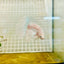 Halfmoon Dumbo White - Male Betta 004 Live Betta Fish Male betta