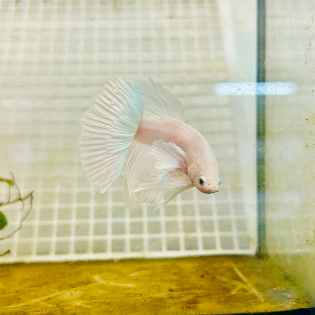 Halfmoon Dumbo White - Male Betta 004 Live Betta Fish Male betta