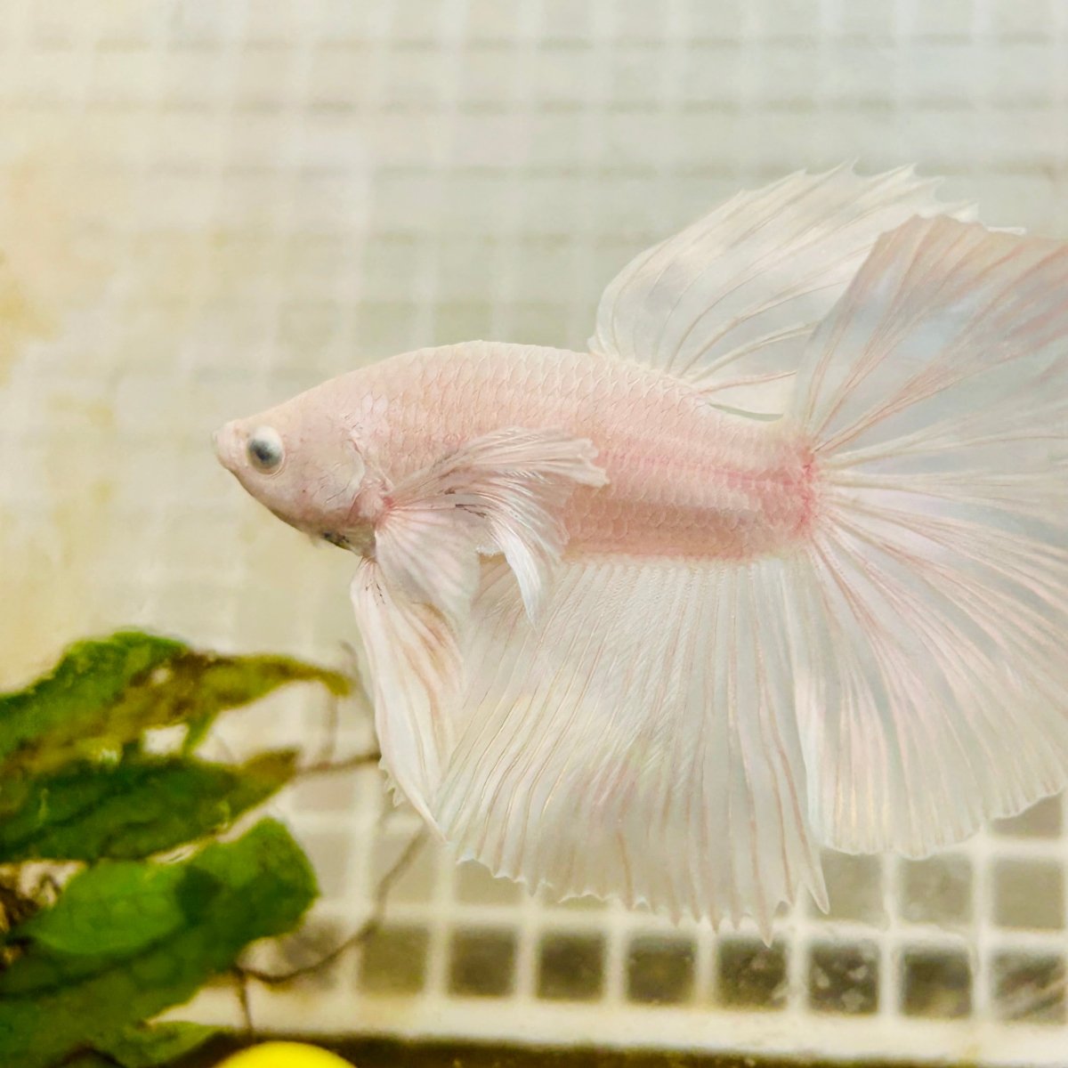 Halfmoon Dumbo White - Male Betta 004 Live Betta Fish Male betta