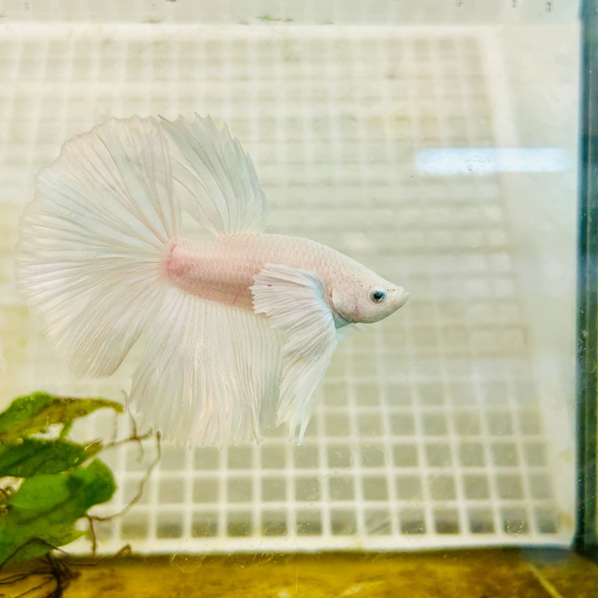 Halfmoon Dumbo White - Male Betta 004 Live Betta Fish Male betta