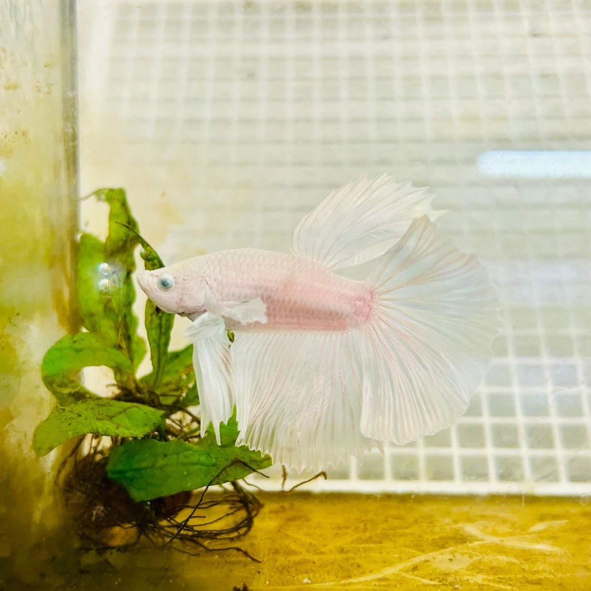Halfmoon Dumbo White - Male Betta 004 Live Betta Fish Male betta