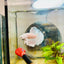 Halfmoon Dumbo White Male Betta 031 Male betta