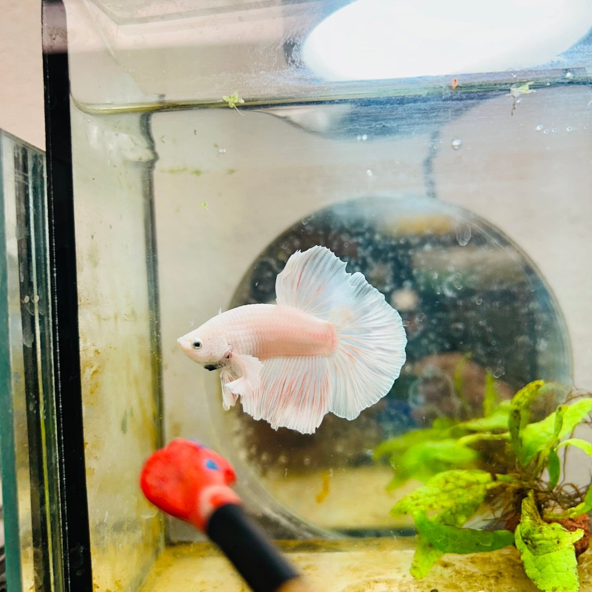 Halfmoon Dumbo White Male Betta #031