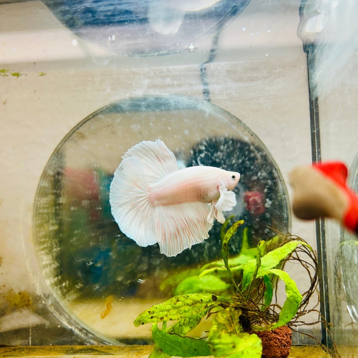Halfmoon Dumbo White Male Betta #031
