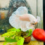 Halfmoon Dumbo White Male Betta 031 Male betta