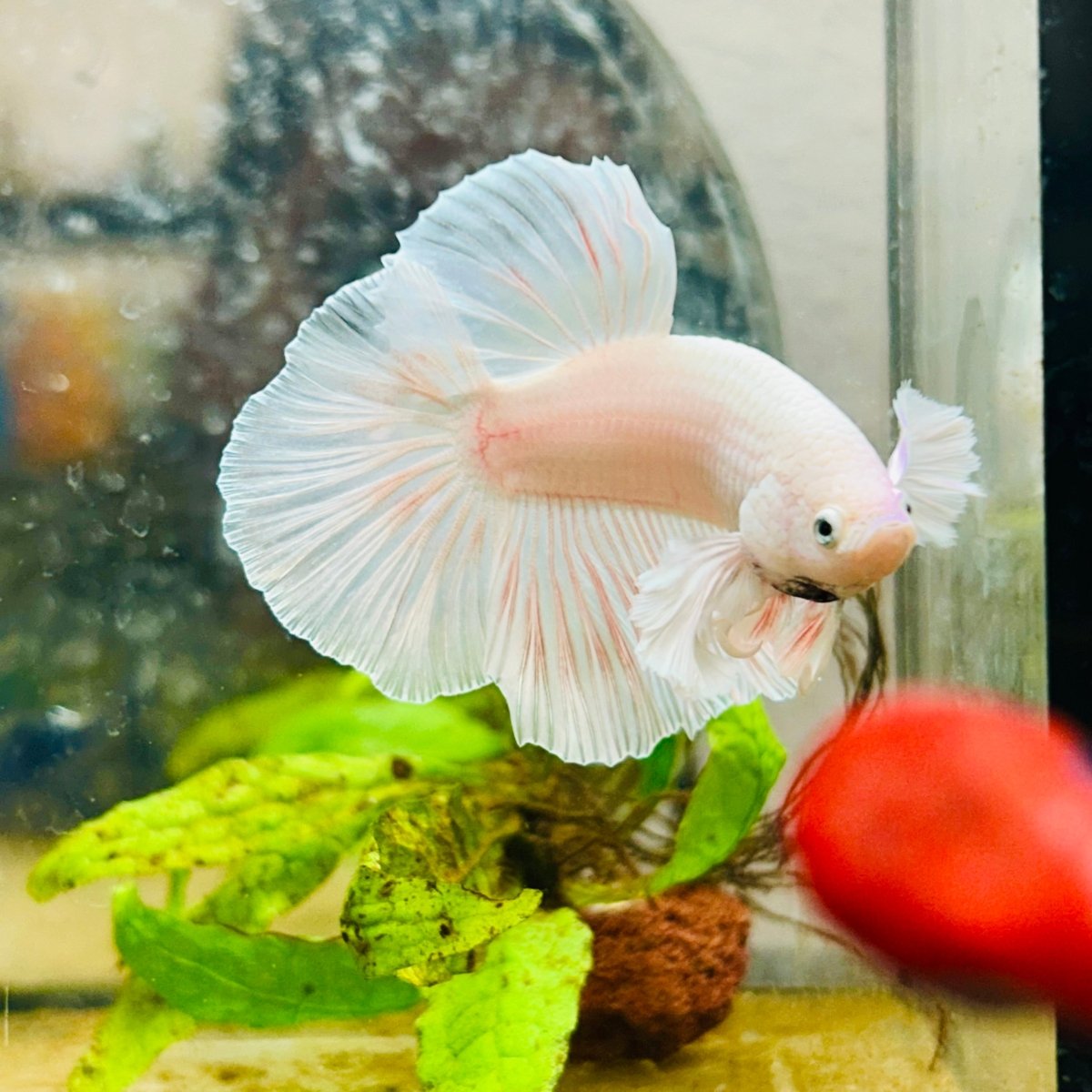 Halfmoon Dumbo White Male Betta #031