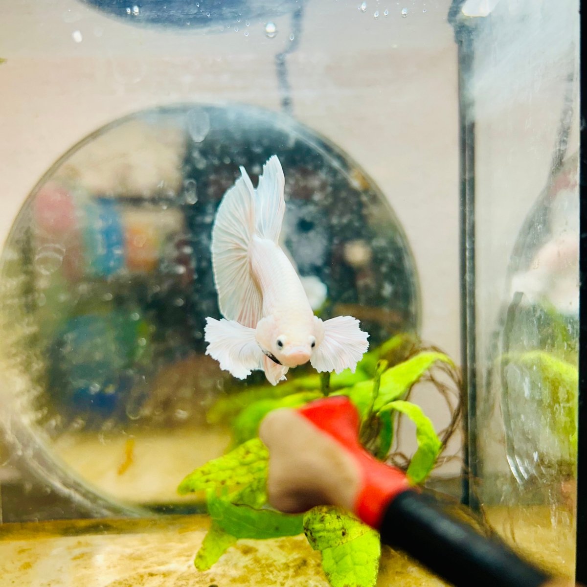 Halfmoon Dumbo White Male Betta #031