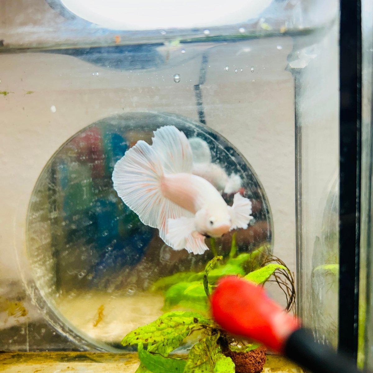Halfmoon Dumbo White Male Betta #031