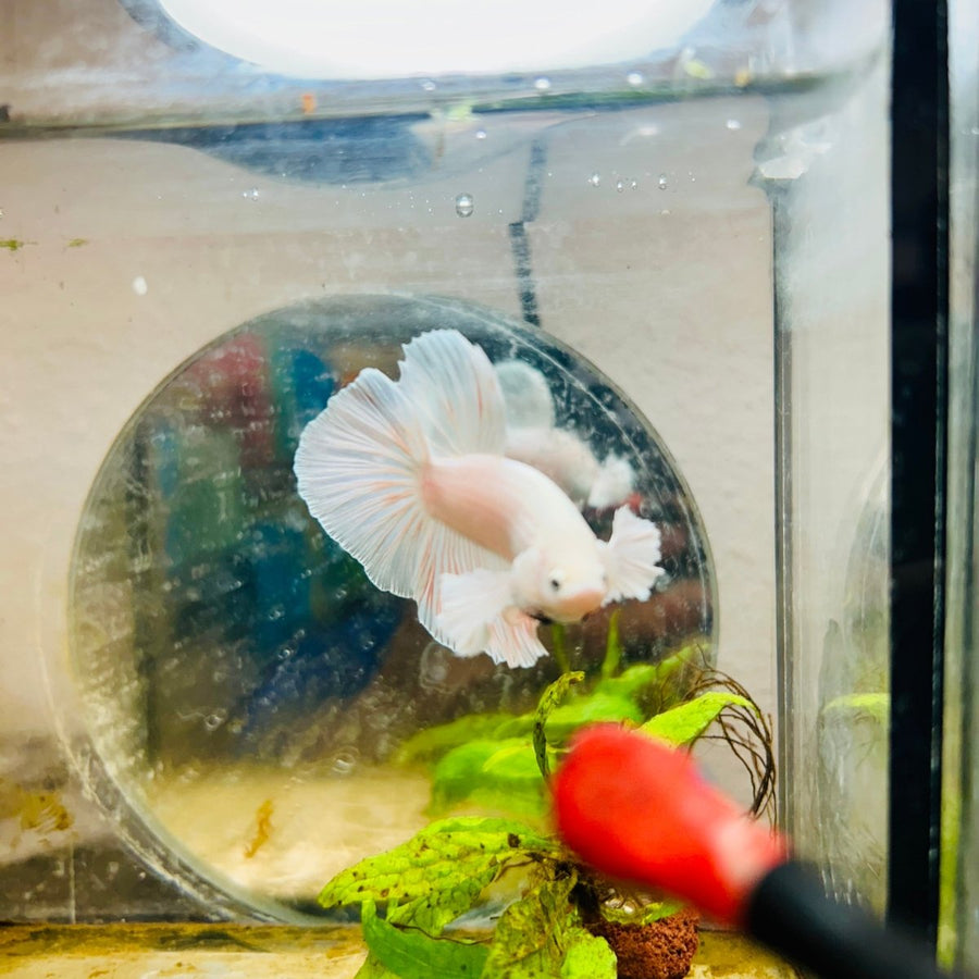 Halfmoon Dumbo White Male Betta 031 Male betta