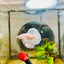 Halfmoon Dumbo White Male Betta 031 Male betta