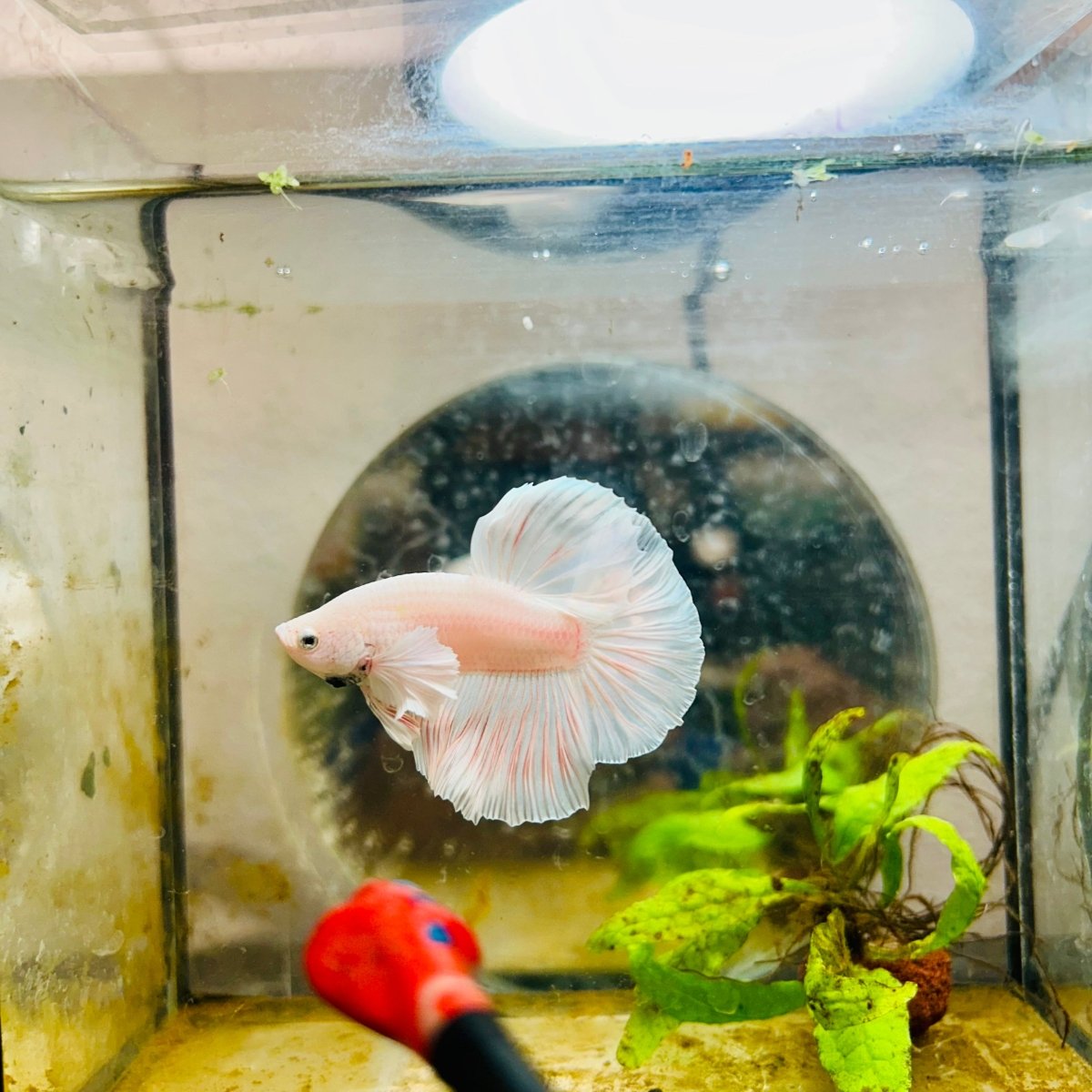 Halfmoon Dumbo White Male Betta #031
