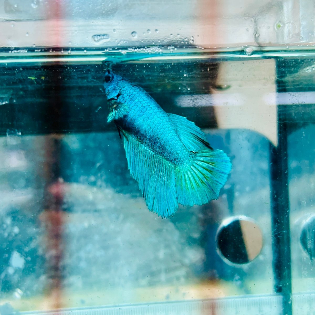 Halfmoon Green Turquoise Female Betta #111