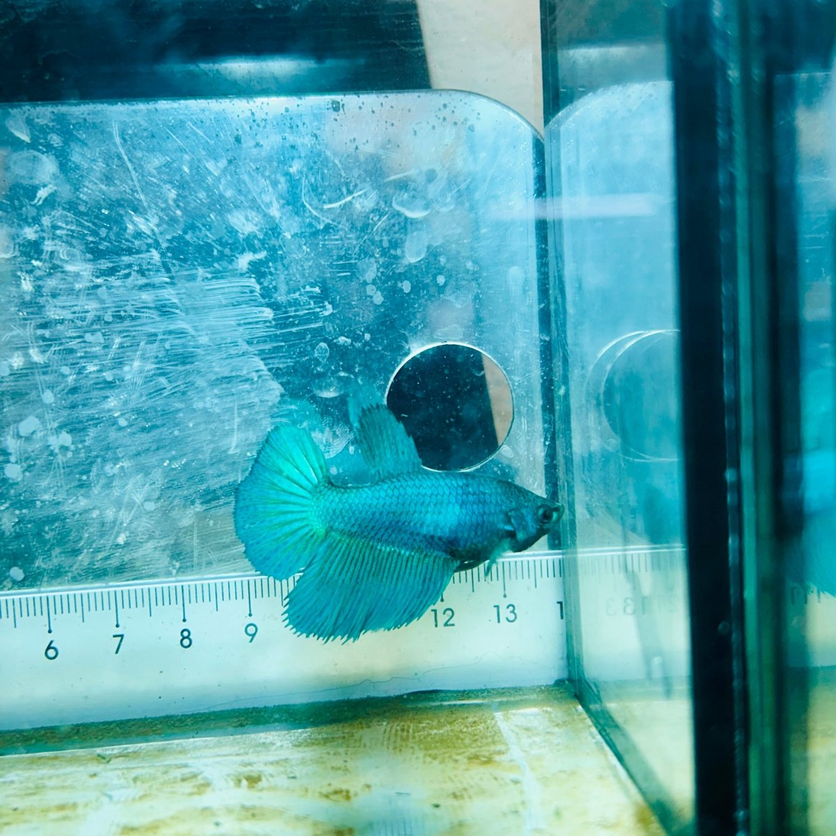 Halfmoon Green Turquoise Female Betta #111