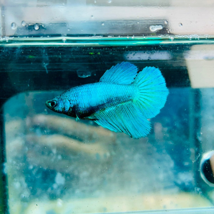 Halfmoon Green Turquoise Female Betta 111 Live Betta Fish Female betta