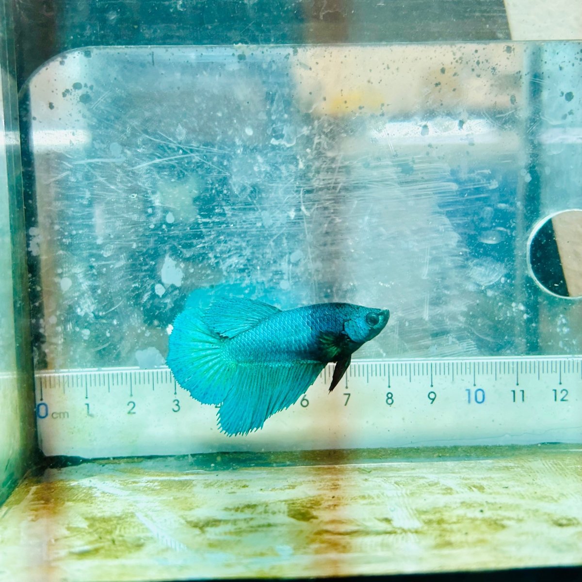 Halfmoon Green Turquoise Female Betta #111