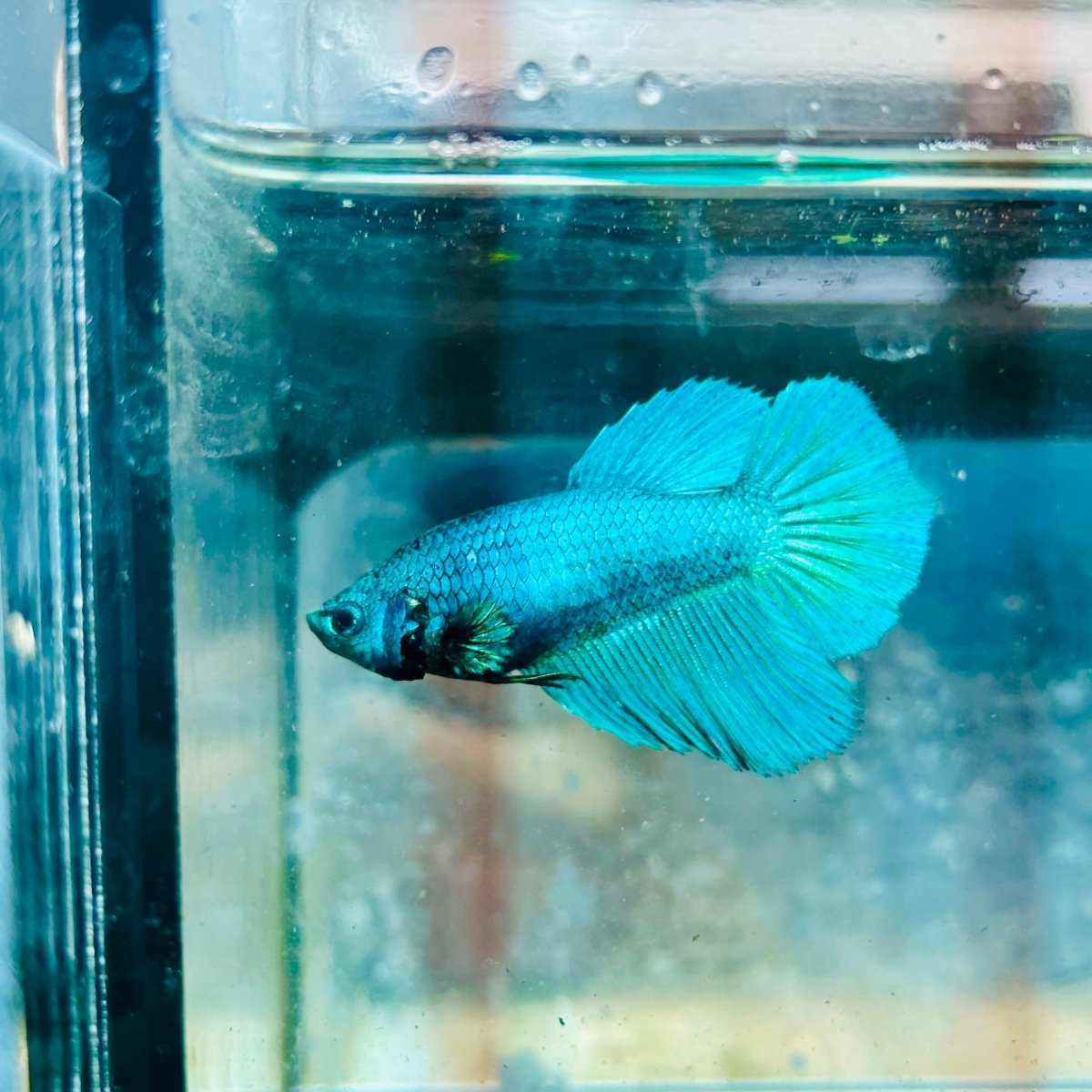 Halfmoon Green Turquoise Female Betta #111