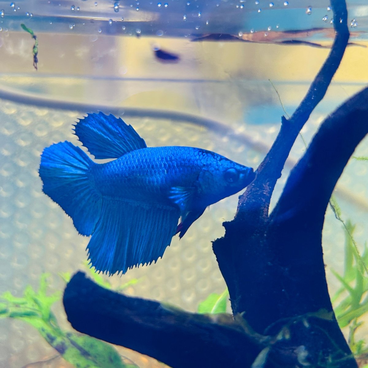 Betta Hembra Turquesa Verde Halfmoon