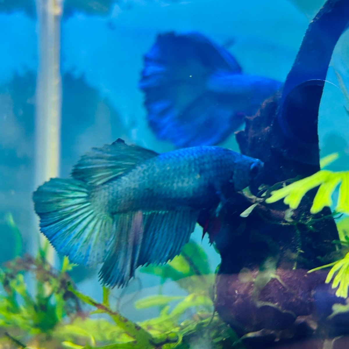 Betta Hembra Turquesa Verde Halfmoon
