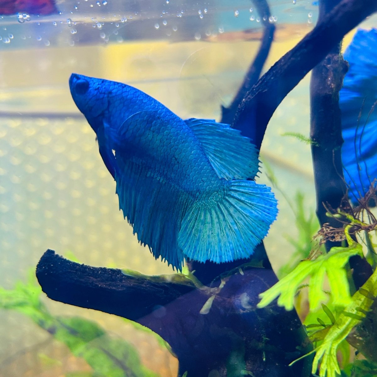 Betta Hembra Turquesa Verde Halfmoon