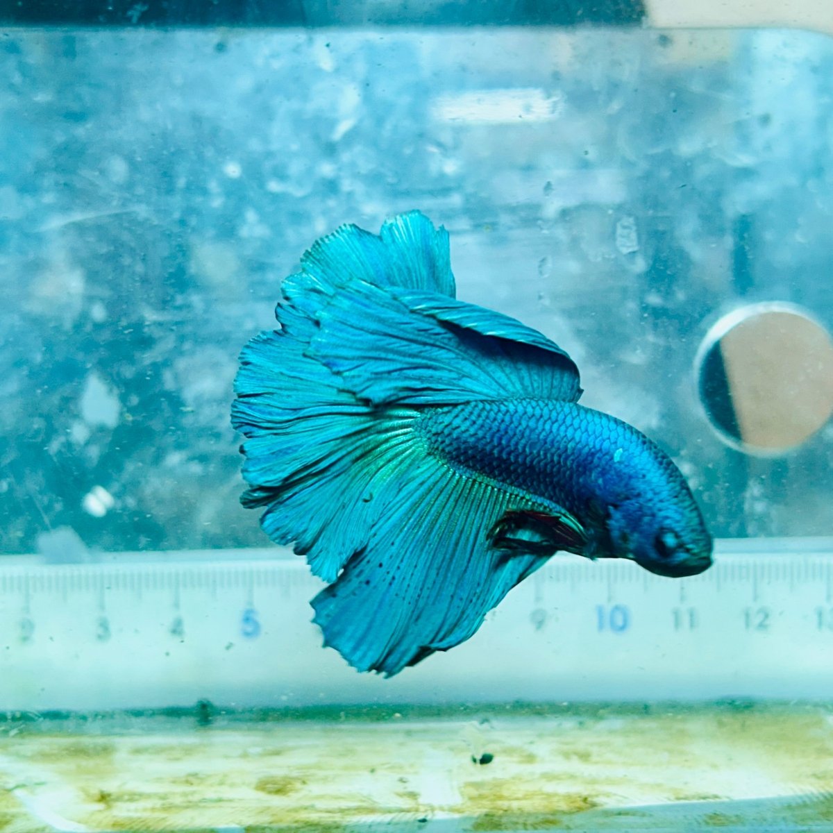 Halfmoon Green Turquoise Male Betta #119