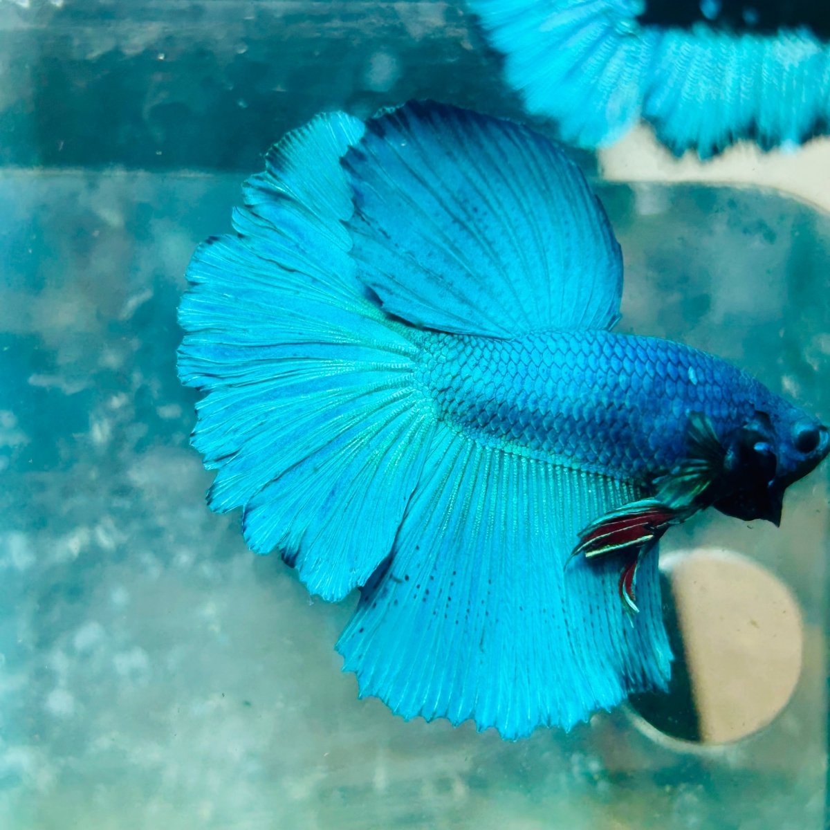Halfmoon Green Turquoise Male Betta #119