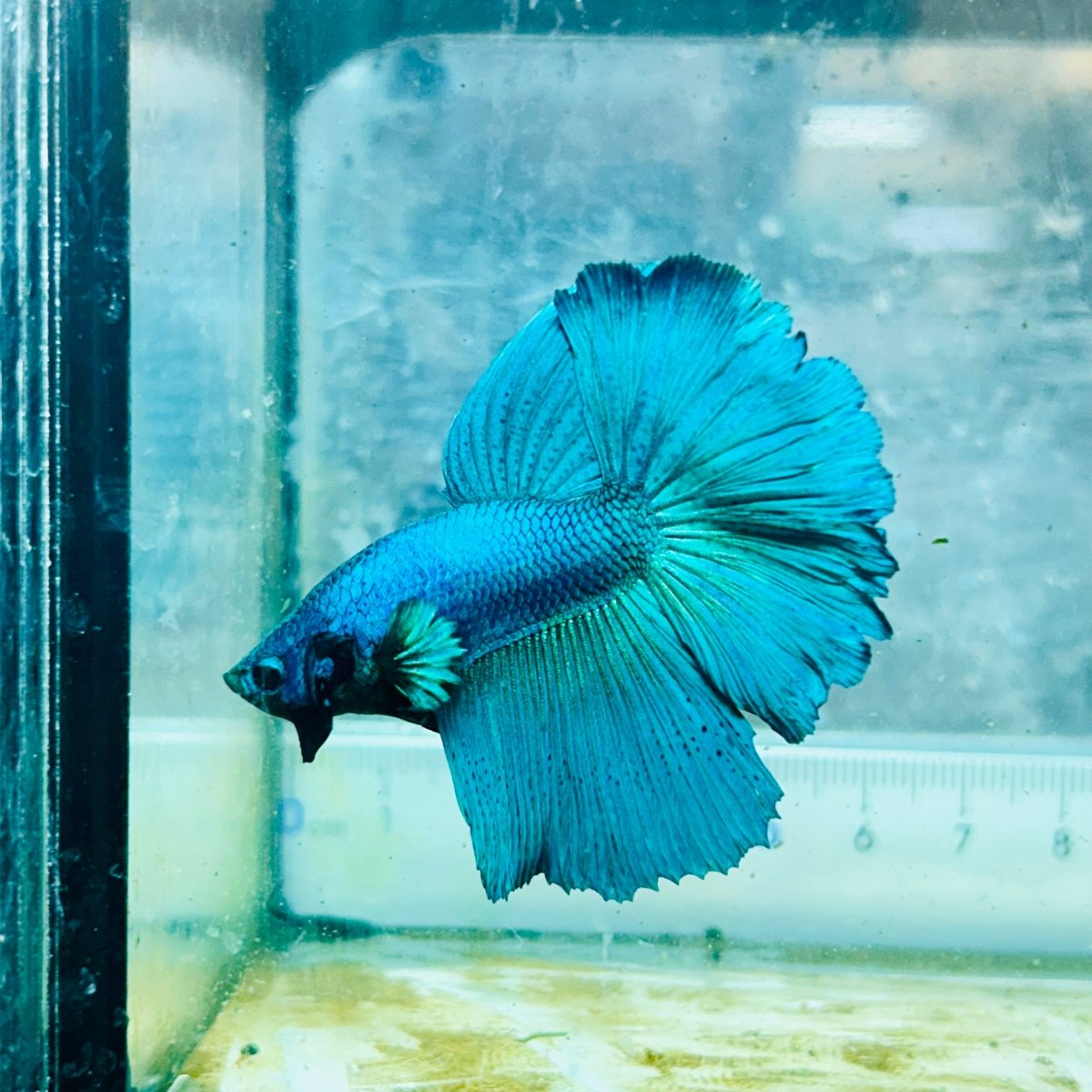 Halfmoon Green Turquoise Male Betta #119