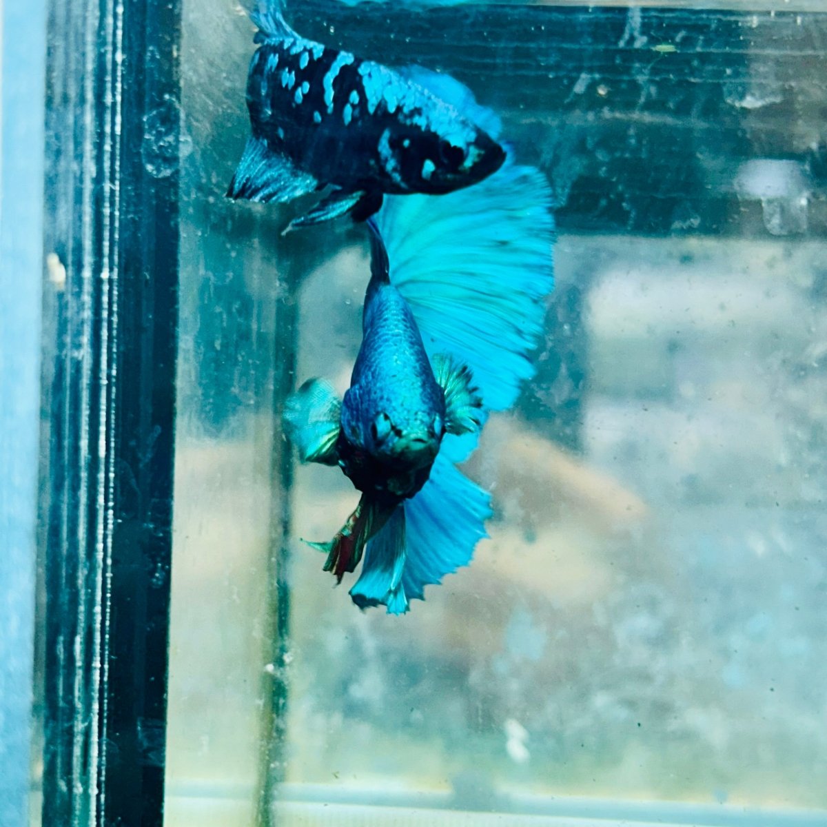Halfmoon Green Turquoise Male Betta #119