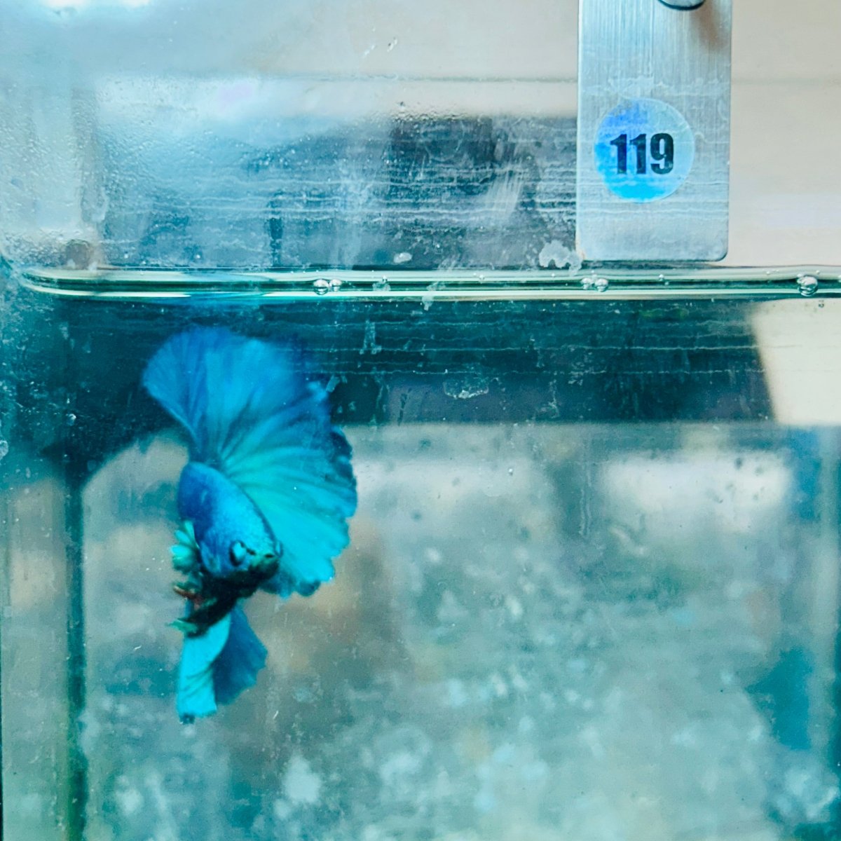Halfmoon Green Turquoise Male Betta #119