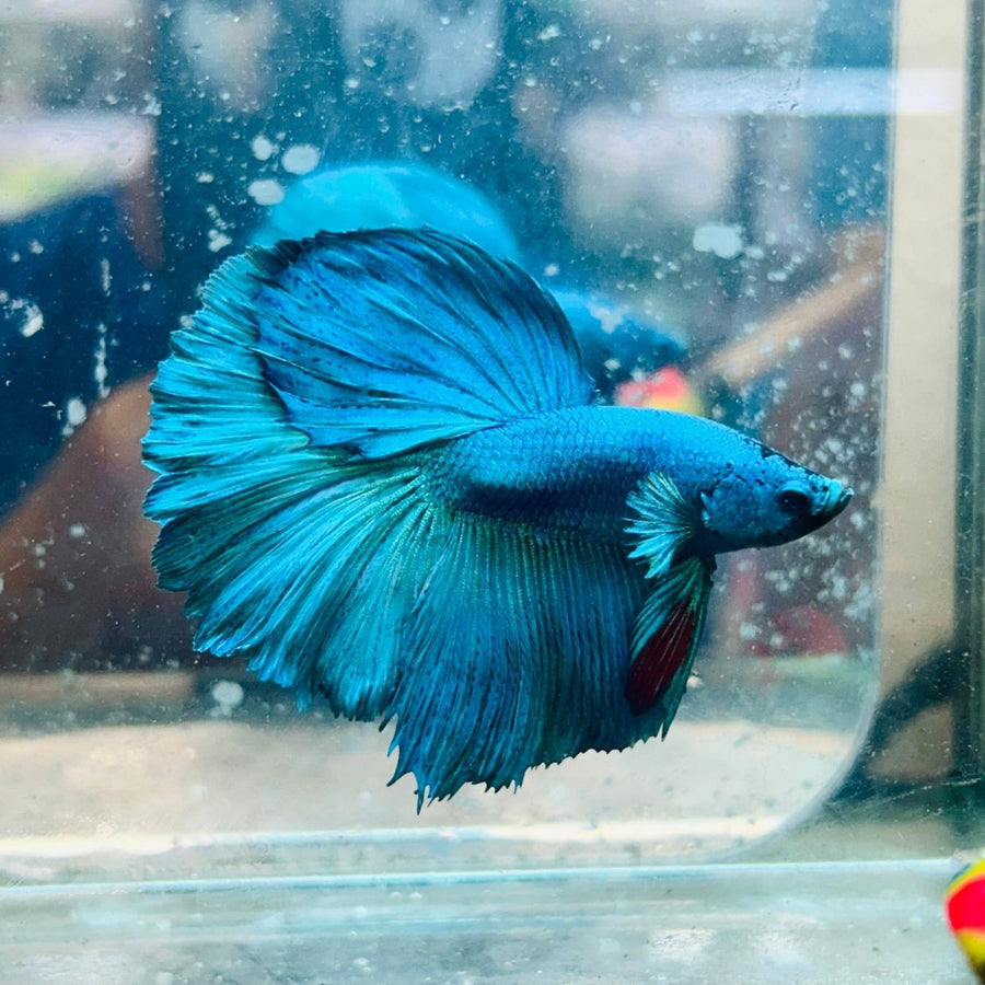 Halfmoon Green Turquoise - Male Betta 31 Live Betta Fish Male betta