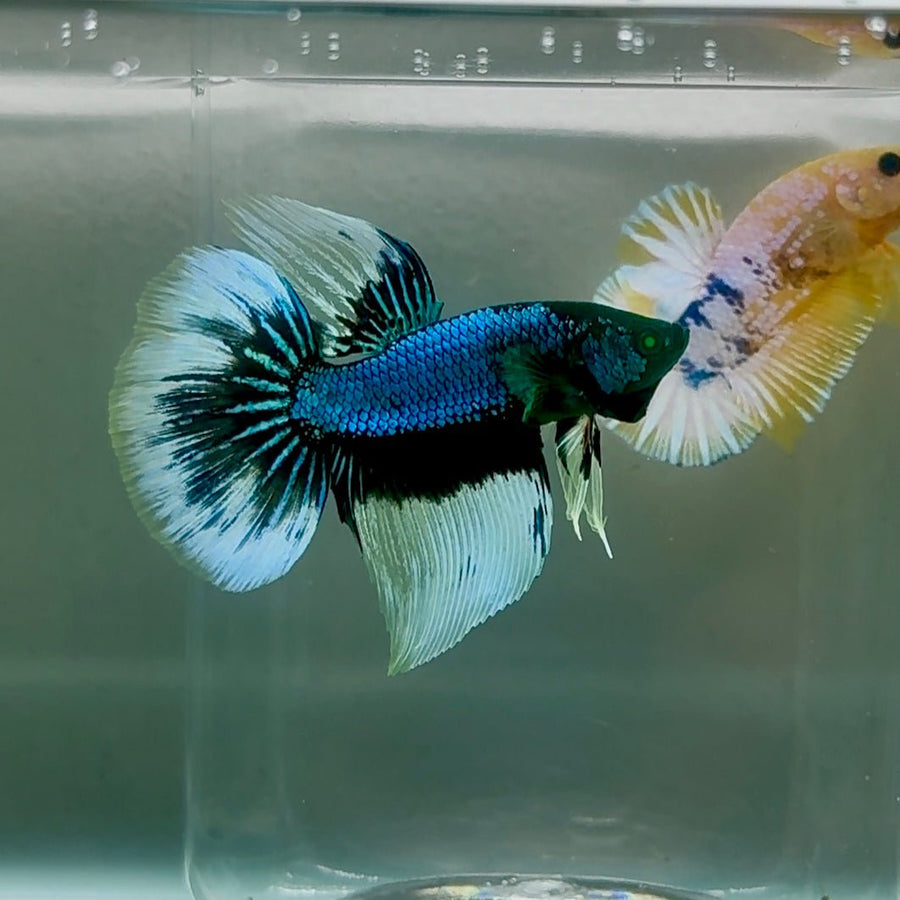 Halfmoon Hulk Blue Buffalo Male Betta #Oc09 Live Betta Fish Male betta