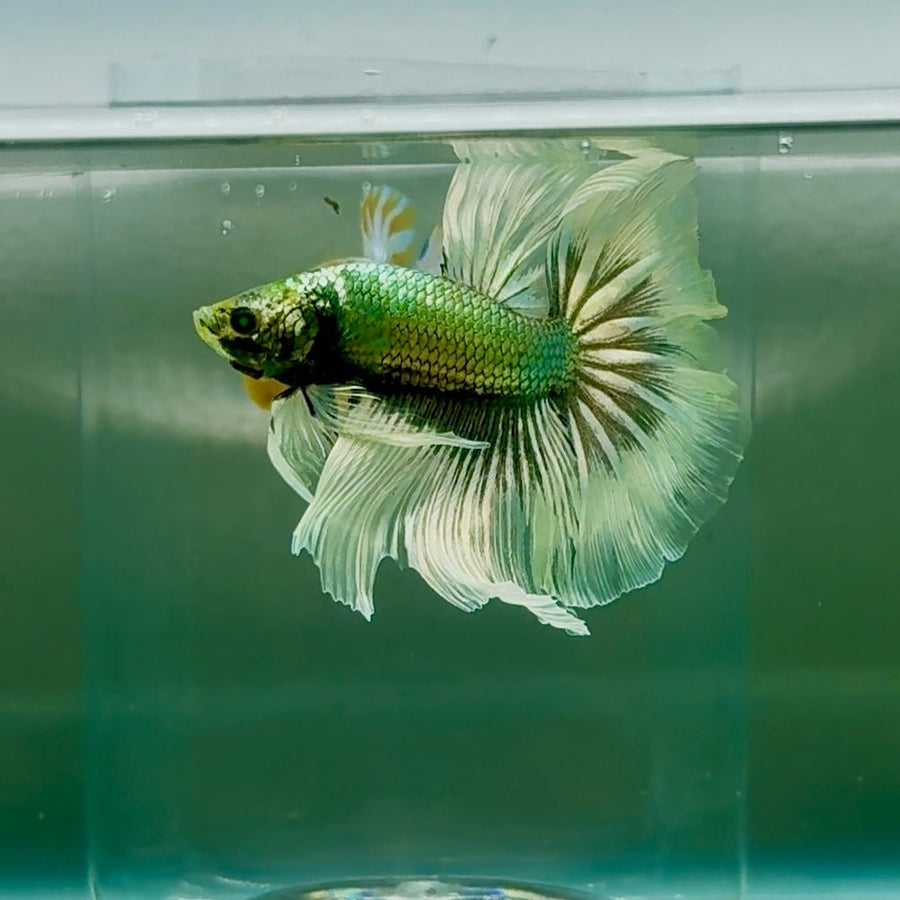 Halfmoon Hulk Copper Green Male Betta #Oc10 Live Betta Fish Male betta
