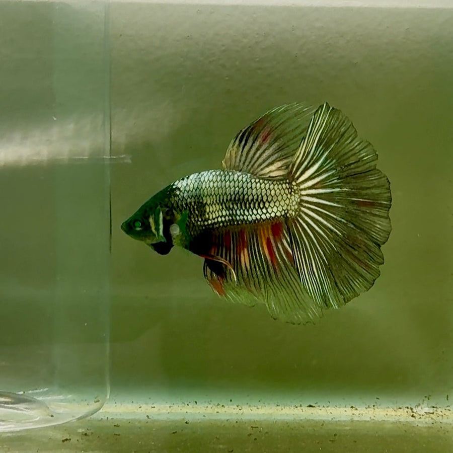 Halfmoon Hulk Copper Male Betta #Oc07 Live Betta Fish Male betta
